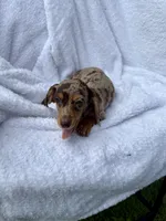 Diva, a female Miniature Dachshund for sale in Lowell, MA – 4 of 10