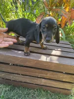 Giselle, a female Miniature Dachshund for sale in Lowell, MA – 6 of 8
