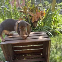 Samy , a male Miniature Dachshund for sale in Lowell, MA – 3 of 6