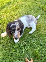 JACE, a male Miniature Dachshund for sale in Lowell, MA – 2 of 2