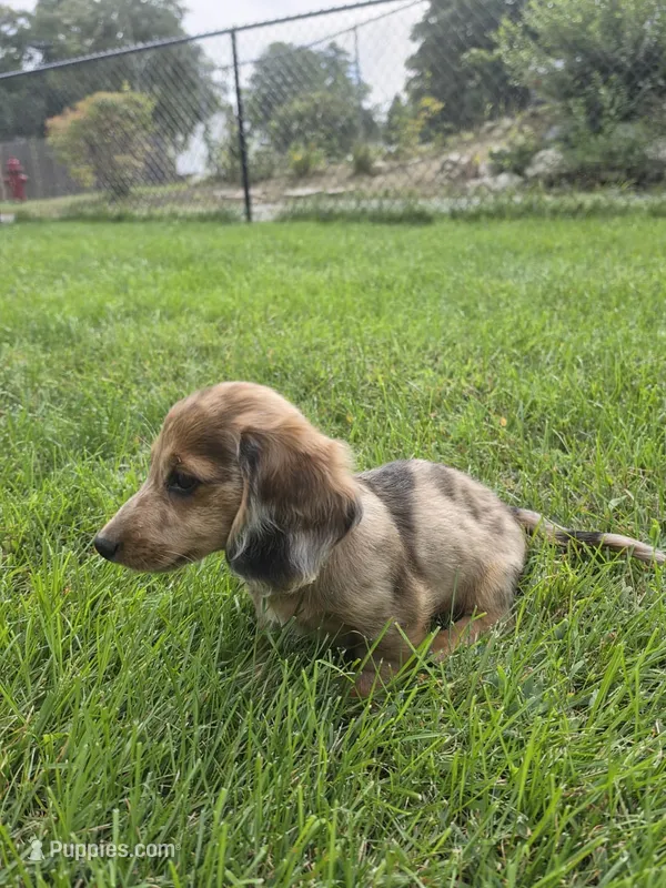 Charlie – Miniature Dachshund puppy for sale in Lowell, MA