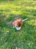 BAMBI, a male Miniature Dachshund for sale in Lowell, MA – 4 of 5