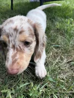 Teddy, a male Miniature Dachshund for sale in Lowell, MA – 2 of 10