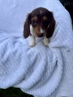 Mocha, a female Miniature Dachshund for sale in Lowell, MA – 4 of 10