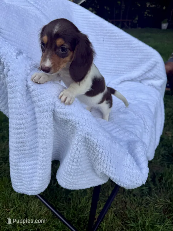 Mocha – Miniature Dachshund puppy for sale in Lowell, MA