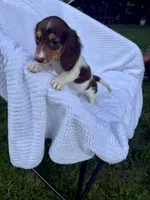 Mocha, a female Miniature Dachshund for sale in Lowell, MA – 1 of 10