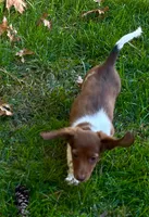 BAMBI, a male Miniature Dachshund for sale in Lowell, MA – 3 of 5