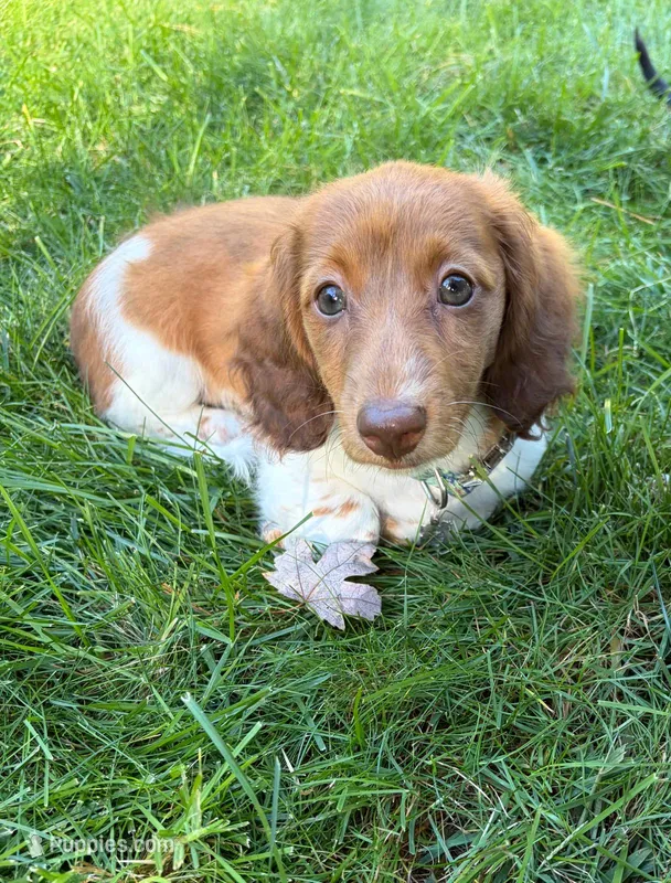 BLOSSOM – Miniature Dachshund puppy for sale in Lowell, MA