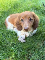 BLOSSOM, a female Miniature Dachshund for sale in Lowell, MA – 1 of 5