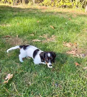 BART, a male Miniature Dachshund for sale in Lowell, MA – 3 of 4