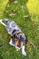 THANDER, a male Miniature Dachshund for sale in Lowell, MA – 1 of 4