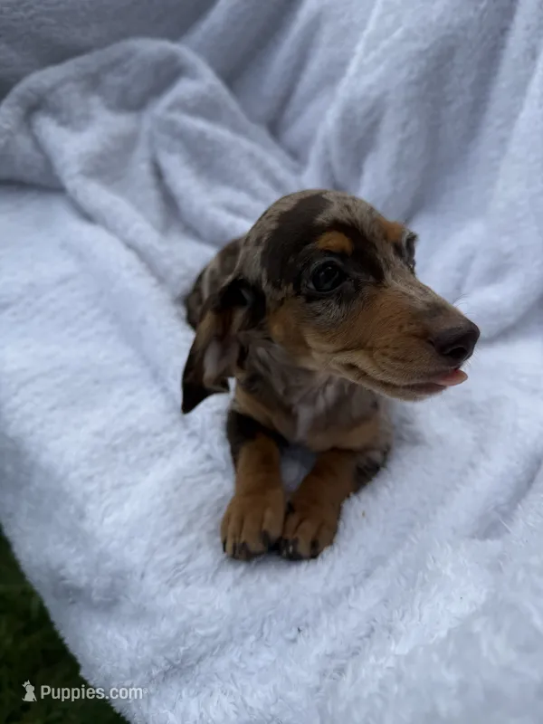 Diva – Miniature Dachshund puppy for sale in Lowell, MA