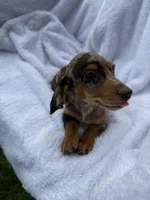 Diva, a female Miniature Dachshund for sale in Lowell, MA – 2 of 10