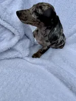 Oreo, a female Miniature Dachshund for sale in Lowell, MA – 7 of 10