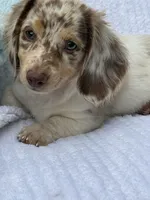 Teddy, a male Miniature Dachshund for sale in Lowell, MA – 5 of 10