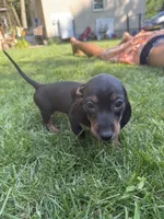 Giselle, a female Miniature Dachshund for sale in Lowell, MA – 3 of 8