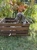 Diliaha, a female Miniature Dachshund for sale in Lowell, MA – 4 of 6