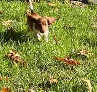 BAMBI, a male Miniature Dachshund for sale in Lowell, MA – 5 of 5