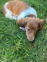 BLOSSOM, a female Miniature Dachshund for sale in Lowell, MA – 3 of 5