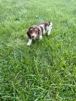 Mocha, a female Miniature Dachshund for sale in Lowell, MA – 10 of 10