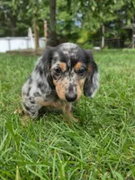 Theo, a male Miniature Dachshund for sale in Lowell, MA – 3 of 5