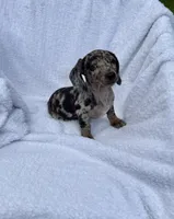 Oreo, a female Miniature Dachshund for sale in Lowell, MA – 9 of 10