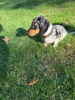 THANDER, a male Miniature Dachshund for sale in Lowell, MA – 3 of 4