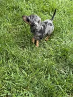 Winnie, a male Miniature Dachshund for sale in Lowell, MA – 6 of 9