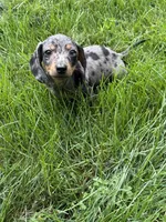 Winnie, a male Miniature Dachshund for sale in Lowell, MA – 1 of 9