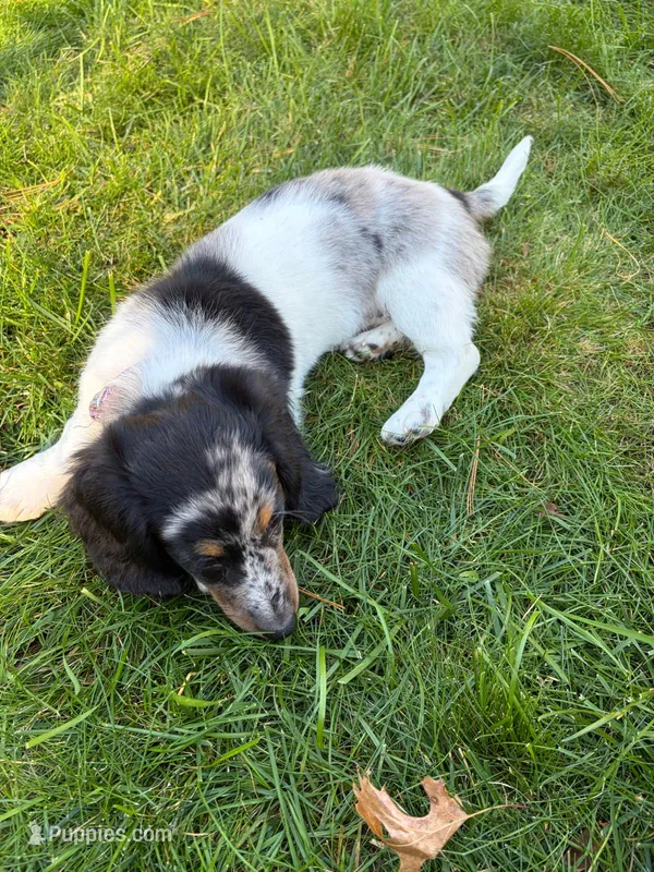 JACE – Miniature Dachshund puppy for sale in Lowell, MA