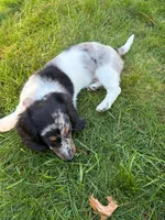 JACE, a male Miniature Dachshund for sale in Lowell, MA – 1 of 2