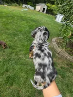 Theo, a male Miniature Dachshund for sale in Lowell, MA – 2 of 5