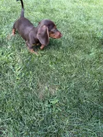 Samy , a male Miniature Dachshund for sale in Lowell, MA – 6 of 6