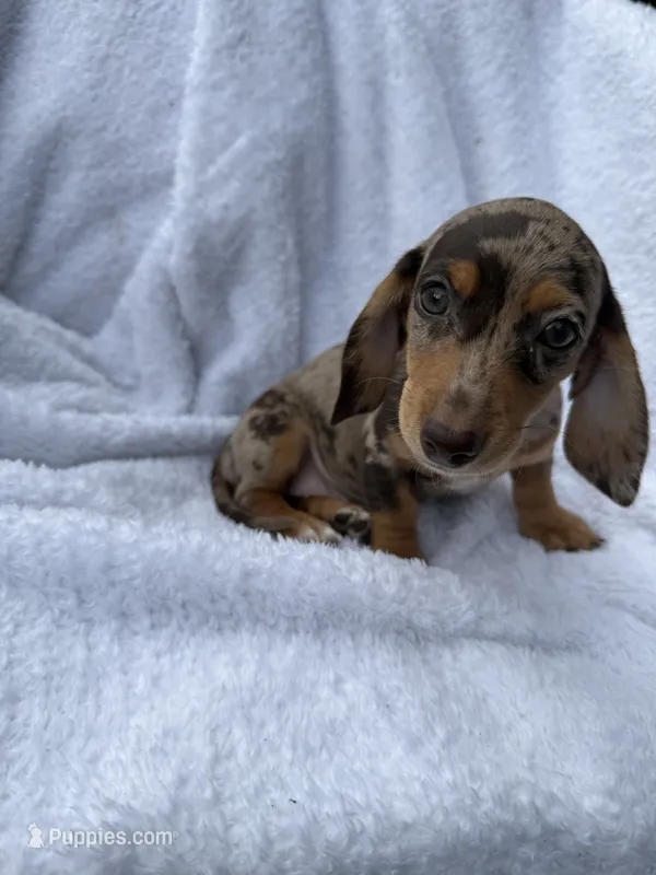 Diva – Miniature Dachshund puppy for sale in Lowell, MA