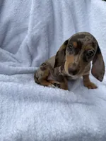 Diva, a female Miniature Dachshund for sale in Lowell, MA – 1 of 10