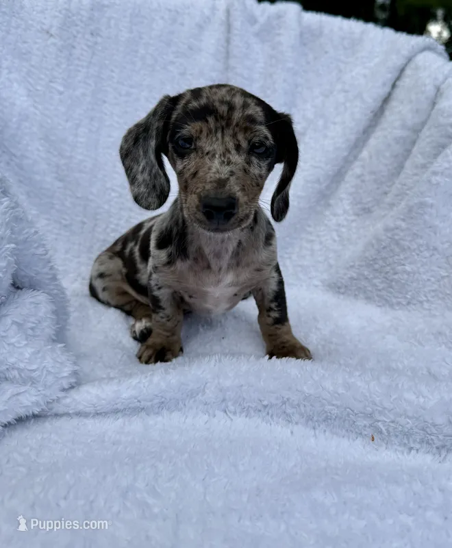Oreo – Miniature Dachshund puppy for sale in Lowell, MA