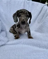 Oreo, a female Miniature Dachshund for sale in Lowell, MA – 1 of 10