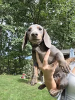 Danny, a male Miniature Dachshund for sale in Lowell, MA – 2 of 7