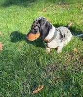 THANDER, a male Miniature Dachshund for sale in Lowell, MA – 4 of 4