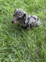 Winnie, a male Miniature Dachshund for sale in Lowell, MA – 5 of 9