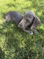 Diliaha, a female Miniature Dachshund for sale in Lowell, MA – 5 of 6