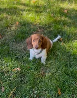 BAMBI, a male Miniature Dachshund for sale in Lowell, MA – 2 of 5