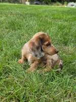 Charlie, a male Miniature Dachshund for sale in Lowell, MA – 6 of 9