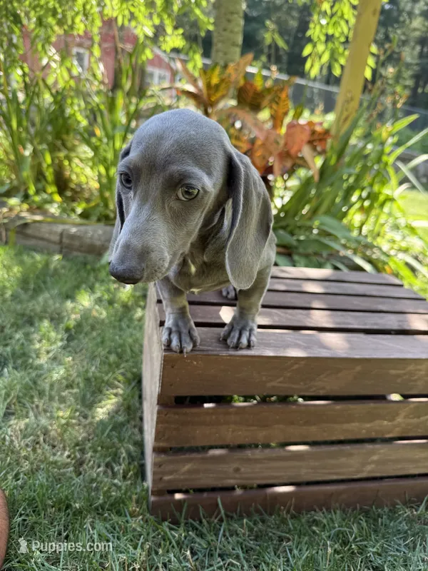 Diliaha – Miniature Dachshund puppy for sale in Lowell, MA