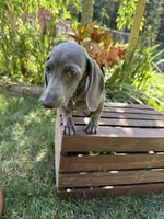 Diliaha, a female Miniature Dachshund for sale in Lowell, MA – 1 of 6