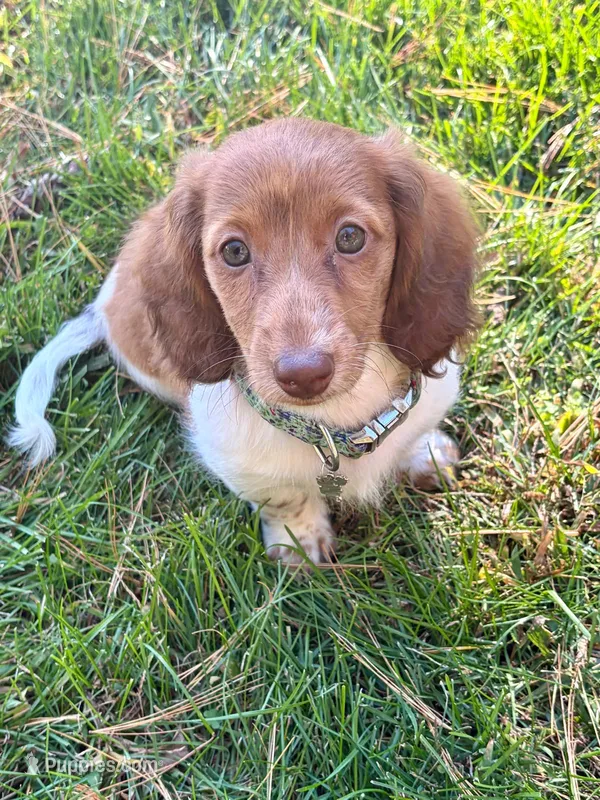 BAMBI – Miniature Dachshund puppy for sale in Lowell, MA