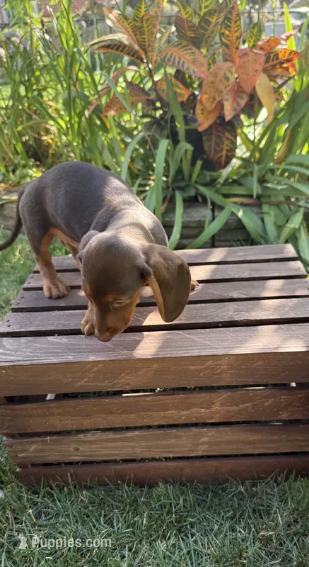 Samy  – Miniature Dachshund puppy for sale in Lowell, MA