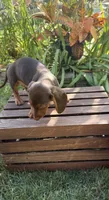 Samy , a male Miniature Dachshund for sale in Lowell, MA – 1 of 6