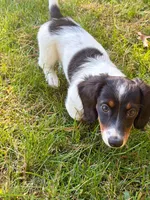 BART, a male Miniature Dachshund for sale in Lowell, MA – 1 of 4