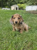 Charlie, a male Miniature Dachshund for sale in Lowell, MA – 8 of 9